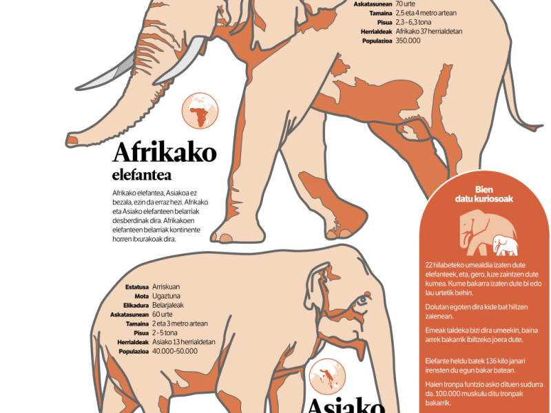 Infographic comparing the African and Asian elephants