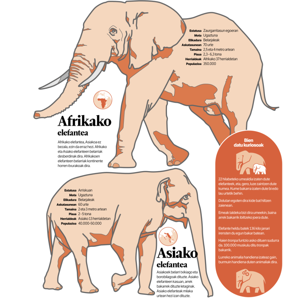 Infographic comparing the African and Asian elephants