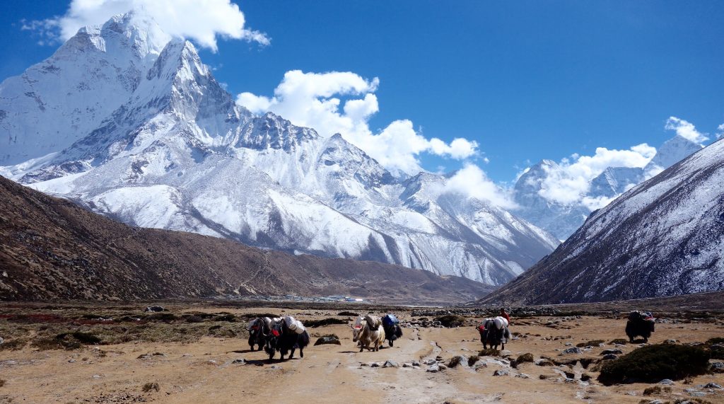 Himalayan yaks in the Everest region