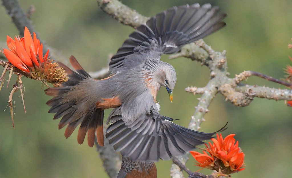 Chestnut-tailed-starling-Satchari-National-Park.jpg