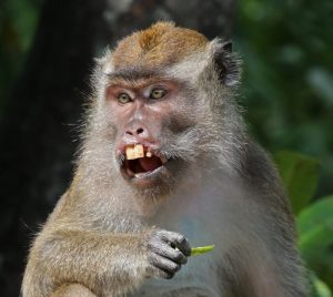 A monkey eating what could be a sugar pea