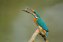 Kingfisher showing off its fresh catch in the National Botanical Garden of Bangladesh.