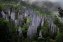 Fog slowly engulfs sheared limestone karsts near the treacherous peaks of Malaysia’s Mount Api in Mulu National Park.