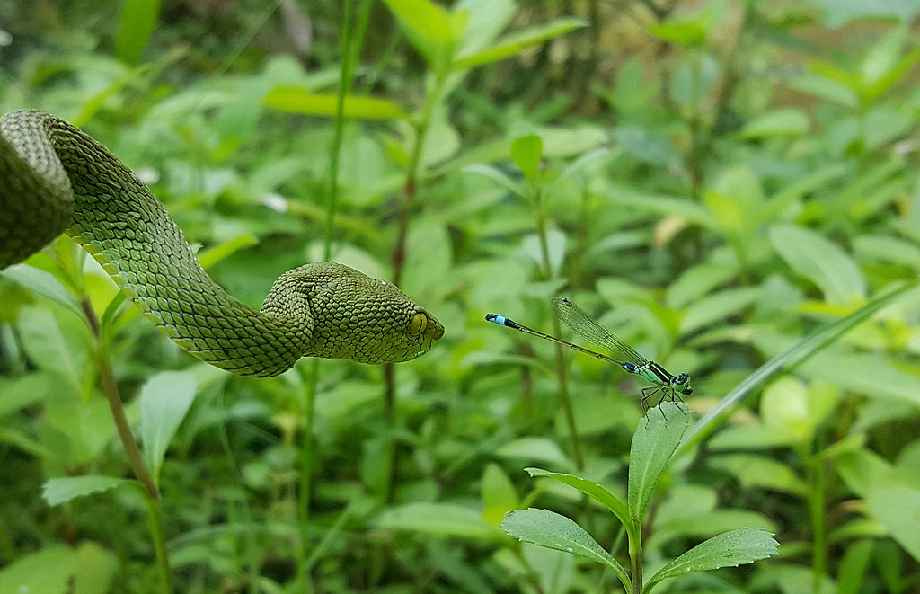 A red-tailed bamboo pitviper slithers along the branches in Bangladesh’s Sundarbans East Wildlife Sanctuary.