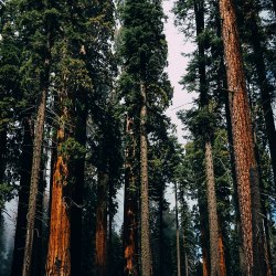 Trees in Sequoia National Park