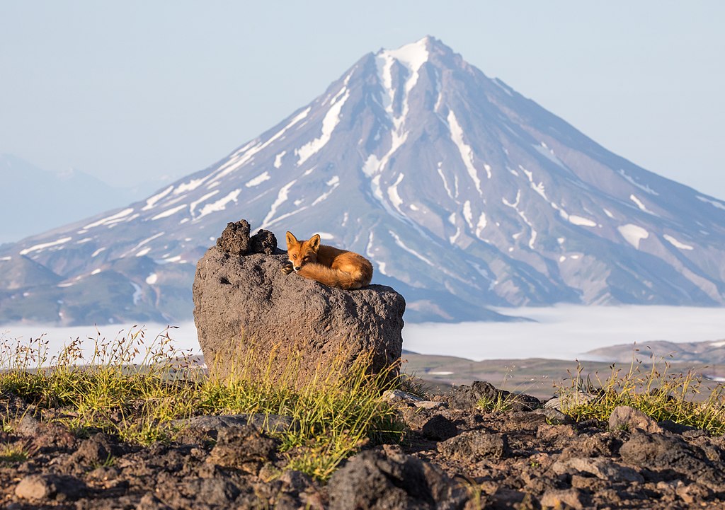 A red fox surveys the terrain from its vantage point atop a boulder, with the stratovolcano Vilyuchik far behind it.