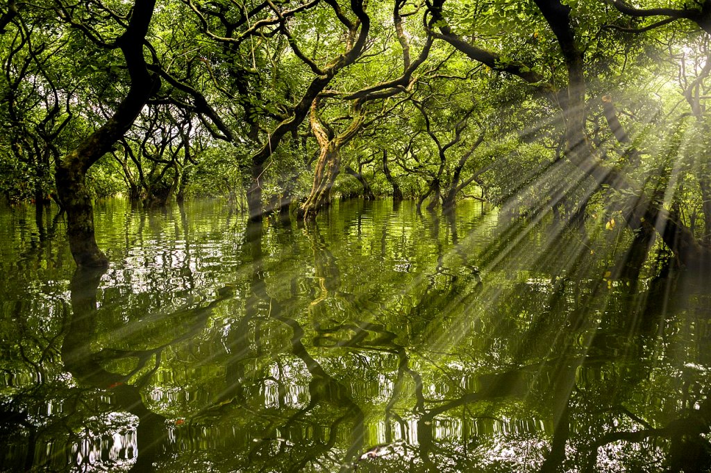Sunlight streams through the evergreens of Ratargul Swamp Forest in Bangladesh.