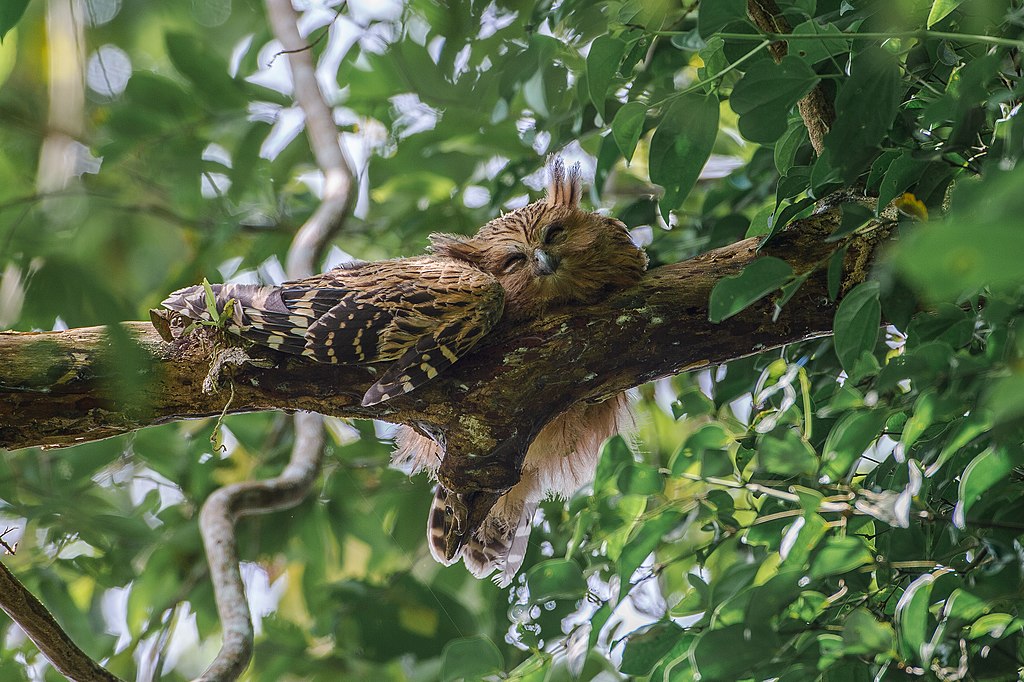 An Malayan owl, also called the Malay eagle-owl, engaging in its natural daytime routine.