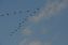 Birds flying over Archeological sites of Israel