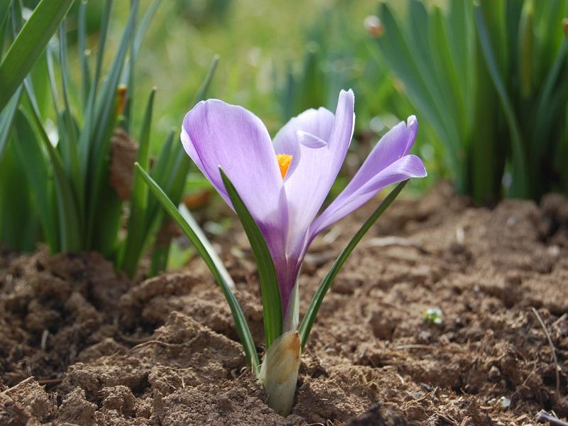 Flower planted in the ground
