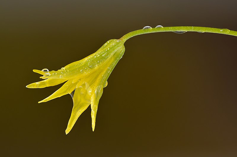 Gagea minima flower